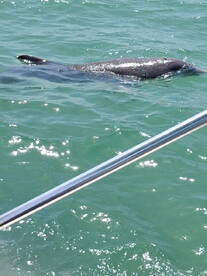 A dolphin swims gracefully in clear waters, showcasing the beauty of marine wildlife encounters.
