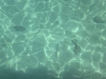 An unclear underwater image showing light reflections on the surface, making it difficult to identify any specific subjects.