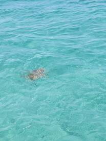 A serene view of a turtle swimming in crystal-clear waters, showcasing the beauty of marine wildlife in its natural habitat.