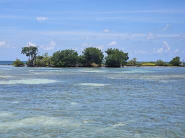 A serene view of a mangrove island surrounded by clear waters, showcasing the natural beauty of the coastline — perfect for eco tours and nature lovers.