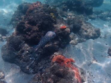 A spotted fish swims among vibrant coral formations in a clear underwater scene, showcasing the beauty of marine wildlife.
