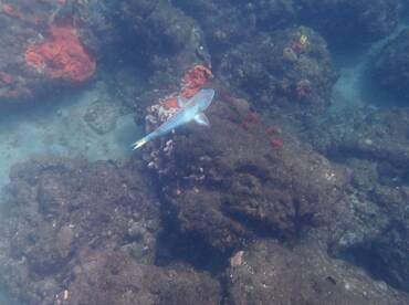 A vibrant fish swims among colorful coral formations in an underwater scene, showcasing the beauty of marine life.