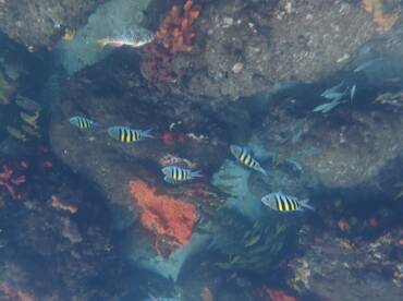 A vibrant underwater scene showcasing various fish swimming among colorful coral formations, perfect for snorkeling enthusiasts and marine life lovers.