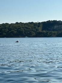 A dolphin gracefully swims in calm waters, showcasing the beauty of marine wildlife in a serene natural setting.