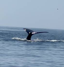 A majestic whale tail emerges from the water, showcasing the beauty of marine wildlife during a boat tour.