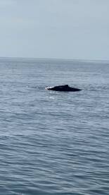 A majestic whale surfaces in calm waters, showcasing the beauty of marine wildlife encounters.