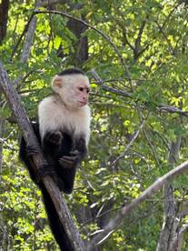 A curious monkey perches on a tree branch, showcasing the beauty of wildlife in its natural habitat.