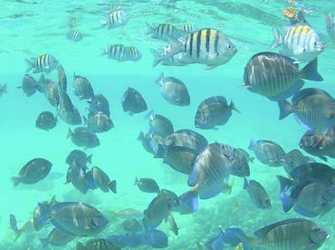 A vibrant underwater scene showcasing a school of colorful fish swimming in clear turquoise waters — a perfect glimpse into marine life.