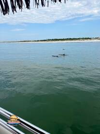 Dolphins swim gracefully in calm waters, showcasing the beauty of marine wildlife in Destin, Florida — a perfect sight for nature lovers and boaters alike.