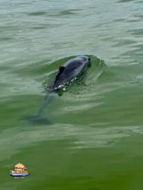 A dolphin gracefully swims through the green waters, showcasing the beauty of marine wildlife in its natural habitat.