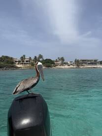 A pelican perches on the motor of a boat, showcasing the beauty of wildlife in a coastal setting — a perfect moment for nature lovers.