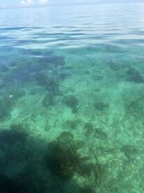A view of the clear water with visible underwater vegetation, but the image lacks clarity and focus.