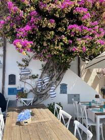 A vibrant outdoor setting featuring a wooden table adorned with blue flowers and surrounded by colorful bougainvillea, creating a charming atmosphere.
