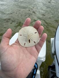 Manatees, Sanddollars, Seashells and Good Vibes!
