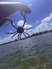 A close-up shot of a person holding a crab against a vibrant blue sky, showcasing a unique wildlife encounter during a boating adventure.