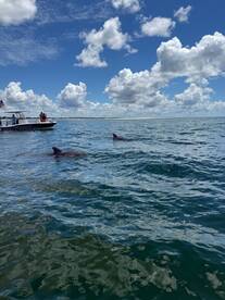Dolphins swim near a tour boat in clear waters, showcasing a delightful wildlife encounter during a dolphin-watching tour.