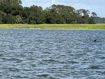 A dolphin surfaces in calm waters, showcasing the beauty of wildlife encounters in natural habitats.