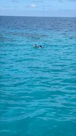 Two snorkelers explore the vibrant turquoise waters, enjoying a perfect day of underwater adventure.