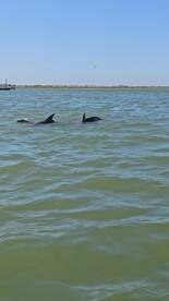 Two dolphins swim gracefully in the water, showcasing the beauty of marine wildlife in their natural habitat.