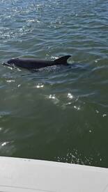A dolphin gracefully swims through the shimmering waters, showcasing the beauty of marine wildlife in its natural habitat.