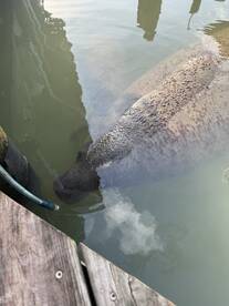 A serene close-up of a manatee swimming near a dock, showcasing the gentle nature of these aquatic mammals in their natural habitat.