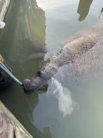 A close-up view of a manatee interacting with a feeding device, showcasing the gentle nature of these marine mammals in their natural habitat.