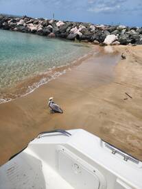 A pelican stands on the sandy beach near calm waters, showcasing the serene beauty of coastal wildlife.