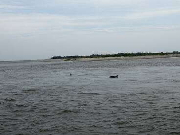 A great way to explore Folly Island and Morris Island