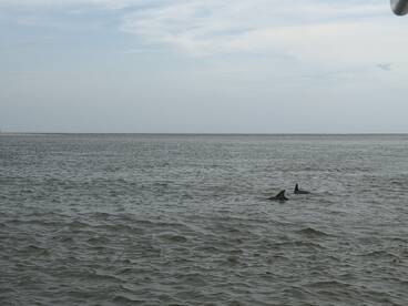 A great way to explore Folly Island and Morris Island