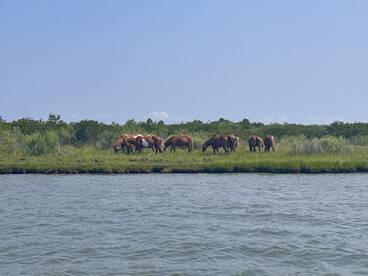 A group of wild horses grazes peacefully along the shoreline, showcasing the natural beauty of the landscape.