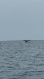 A stunning view of a whale's tail emerging from the ocean, showcasing the beauty of marine wildlife in its natural habitat.