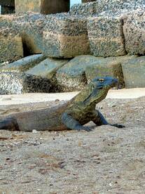 A close-up view of a Komodo dragon resting on the sandy shore, showcasing the unique features of this fascinating reptile native to Indonesia.