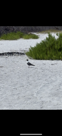 A solitary bird stands on the sandy shore, surrounded by lush greenery — a serene moment in nature.
