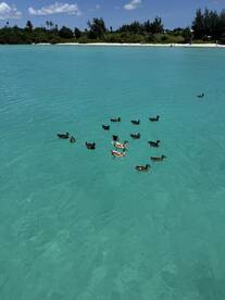 A serene scene featuring a group of ducks swimming in crystal-clear turquoise waters, perfect for nature lovers and wildlife enthusiasts.
