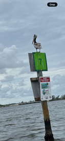 A pelican perches atop a navigation marker in a serene waterway, showcasing the natural beauty of coastal wildlife.