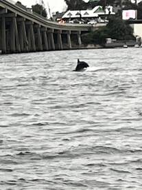 Fantastic Captain and Dolphins Everywhere 