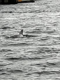 Fantastic Captain and Dolphins Everywhere 
