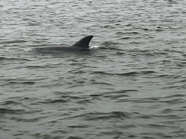 Fantastic Captain and Dolphins Everywhere 