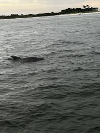 Fantastic Captain and Dolphins Everywhere 