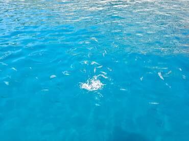 The best day with Sailing Edisa