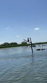 A cormorant perches on a tree branch above the water, showcasing the serene beauty of wildlife in its natural habitat.