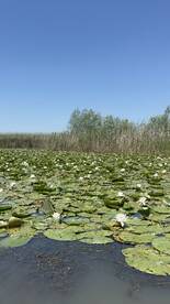 A serene view of water lilies on a calm water surface, surrounded by lush greenery under a clear blue sky.