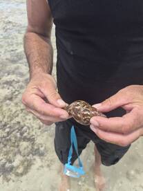 A close-up of a person holding a beautifully patterned shell while standing in shallow water, showcasing the unique marine life found in coastal areas.