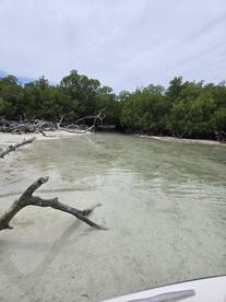 A serene view of a mangrove landscape with clear waters and sandy shores, perfect for eco-tours and nature exploration.