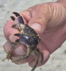 A close-up of a crab being held in a hand, showcasing the intricate details of its claws and shell — a fascinating glimpse into marine life.