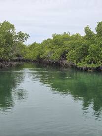 A serene view of a mangrove waterway, showcasing the lush greenery and calm waters — perfect for eco tours and nature exploration.
