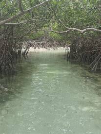 A serene view of a mangrove waterway, showcasing the lush greenery and calm waters — perfect for eco-tours and nature exploration.