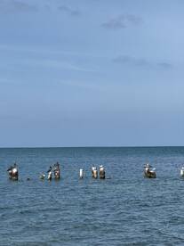 A serene view of pelicans and seagulls perched on weathered pilings in calm waters, showcasing the beauty of marine wildlife.