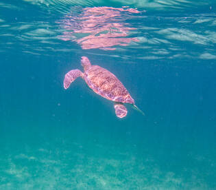 A graceful sea turtle glides through crystal-clear waters, showcasing the beauty of marine wildlife in its natural habitat.