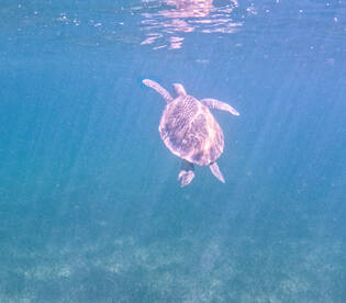 A serene underwater shot of a turtle gracefully swimming through clear waters, showcasing the beauty of marine wildlife.